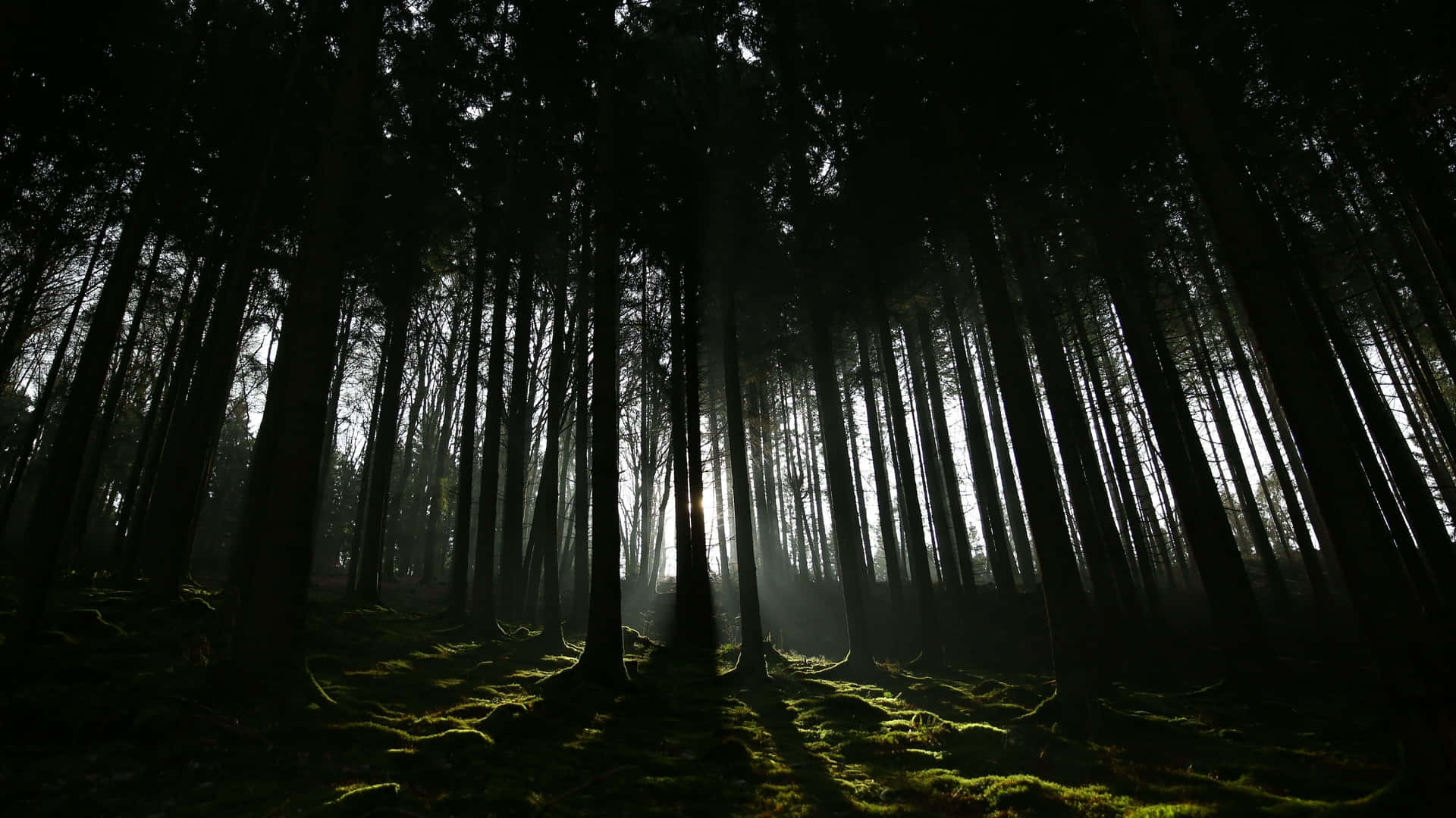 naturd-dark